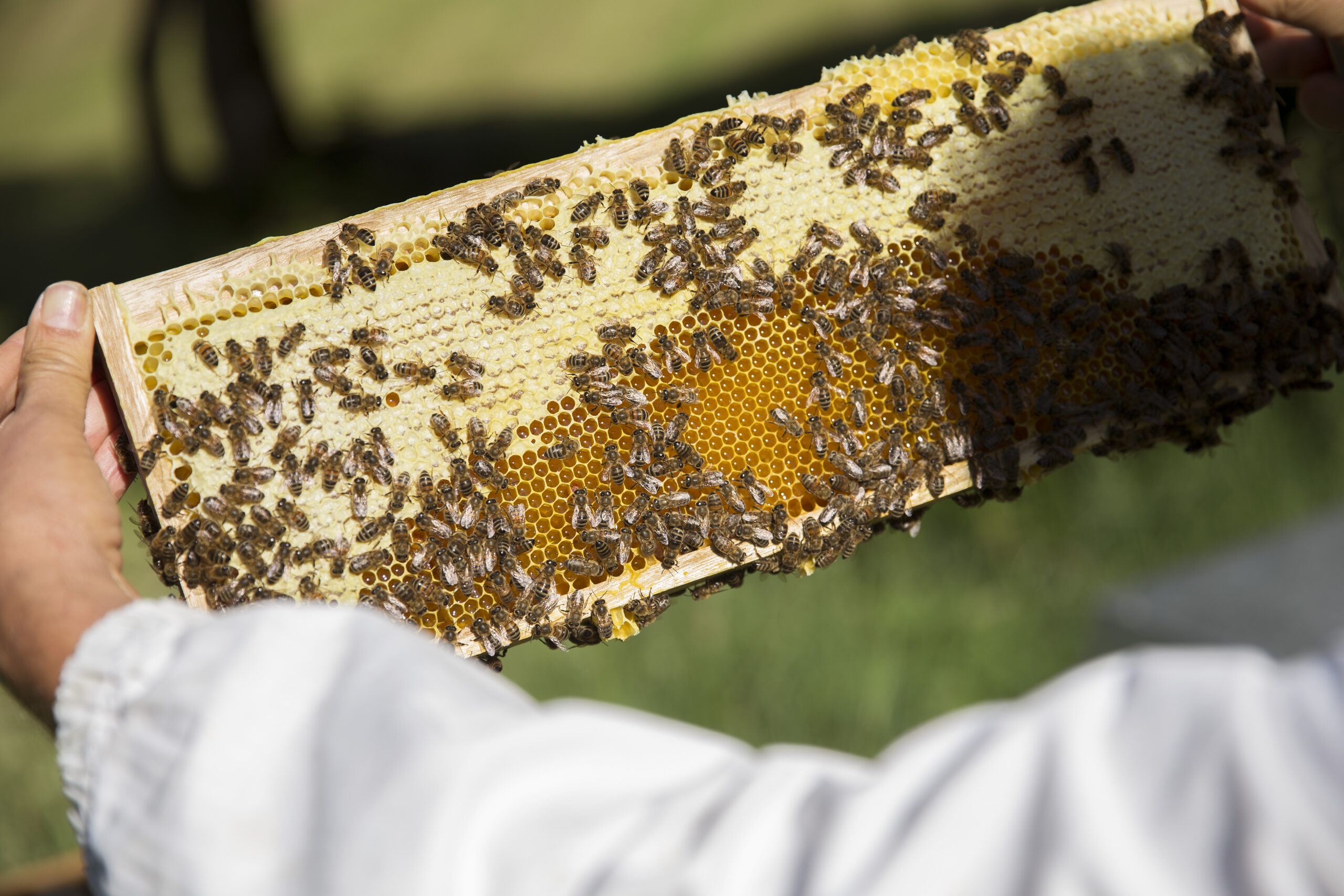 L’apiculteur